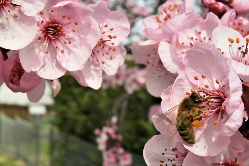 BUSY BEES: Spring is in the air around Bathurst - and the temperatures are set to reflect the fact. Photo: CHRIS SEABROOK 083021cspring3
