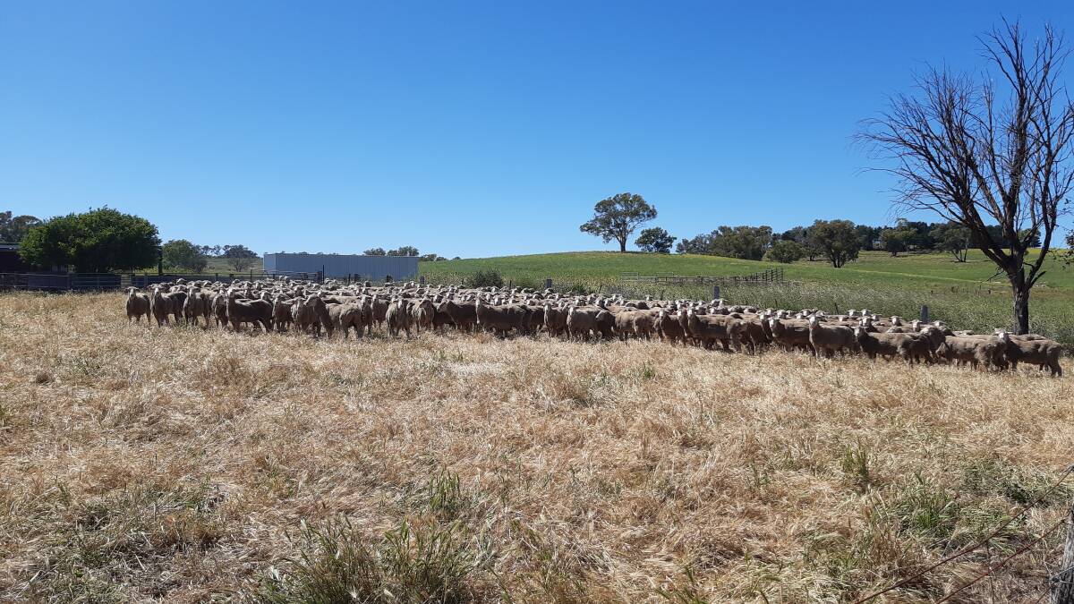 LONG JOURNEY: A mob of big-framed Merino ewes from Western Australia: $40 per head freight for a 72-hour ride across the Nullarbor.