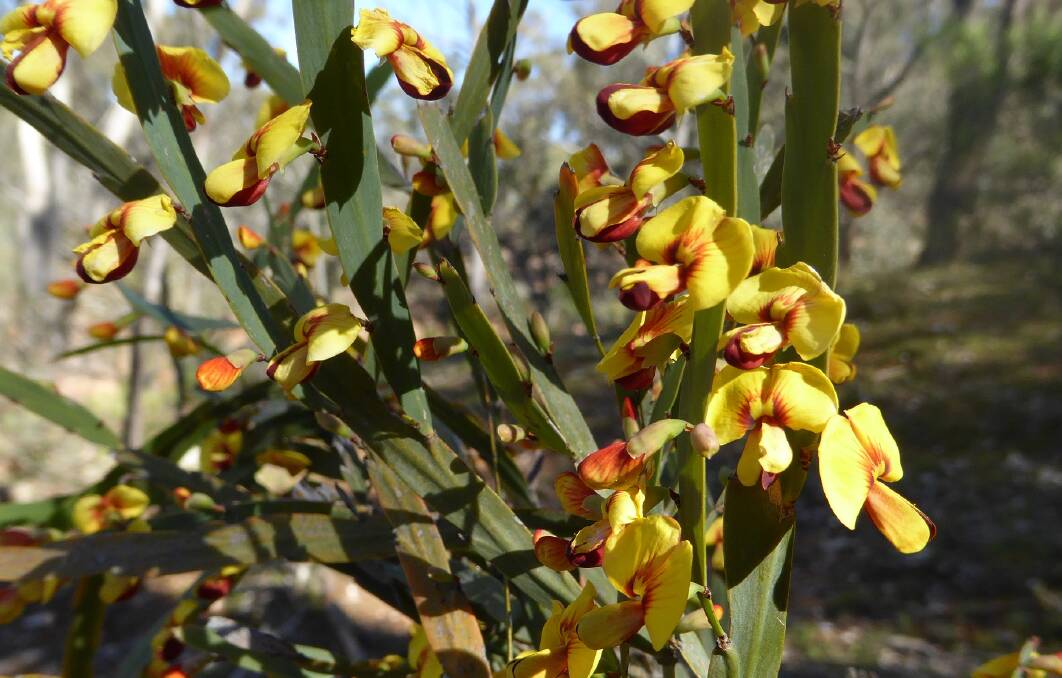 IT WAS ALL YELLOW: Bossiaea fragrans is only found in a limited areas in the Bathurst region.