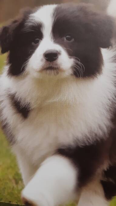 IN BLACK AND WHITE: This border collie pup could grow to be a great asset to a sheep farmer.