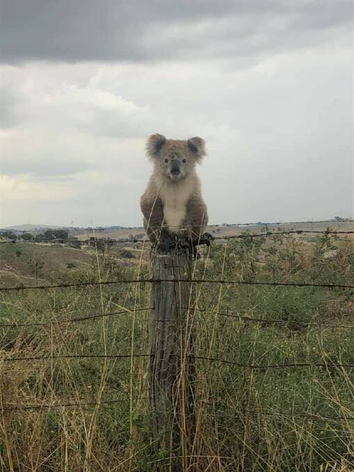 DON'T FENCE ME IN: This handsome youngster lives 15 minutes from Bathurst Post Office.