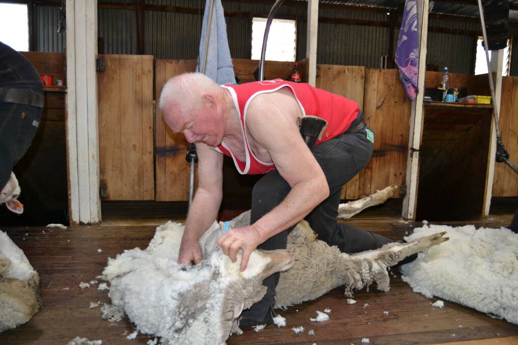 BEND THE BACK: Gary "Bluey" Stapleton hard at work in the shearing shed at "Wonga", Tarana - as he has been for decades.