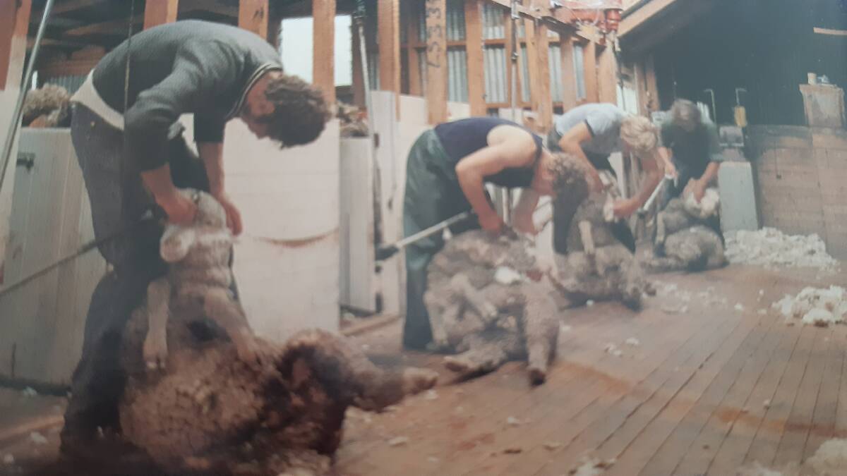 UP THERE: Good shearing staff are hard to find even when one is as tall as the man on the first stand.