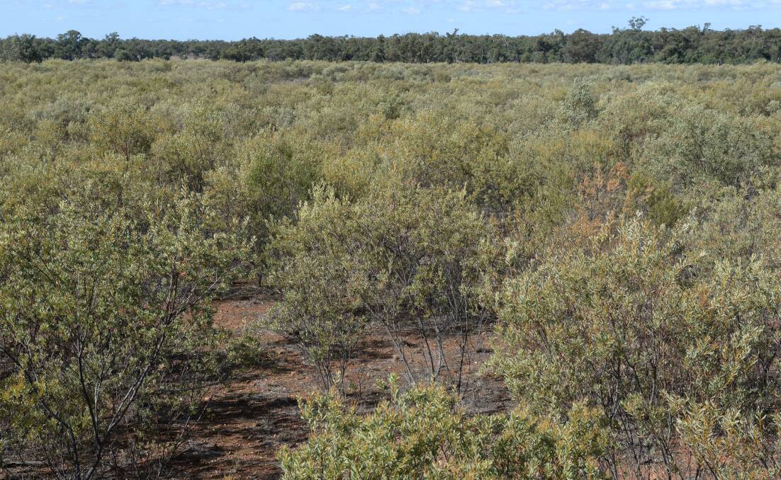 CHANGING LANDSCAPE: Changes to native vegetation legislation are expected to go through the NSW Parliament soon.
