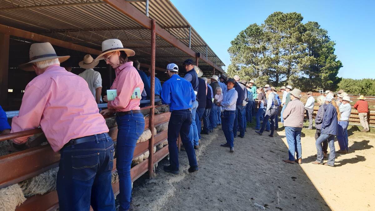 TRUE COLOURS: Elders shirts were in evidence at Milton Vale, Rockley on Bathurst Merino Association ewe competition day.
