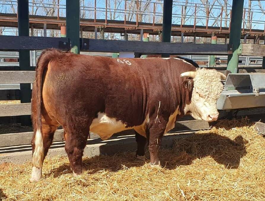 HEY BIG SPENDER: This young Hereford bull sold for $6000 at a Glen Innes Stud sale.