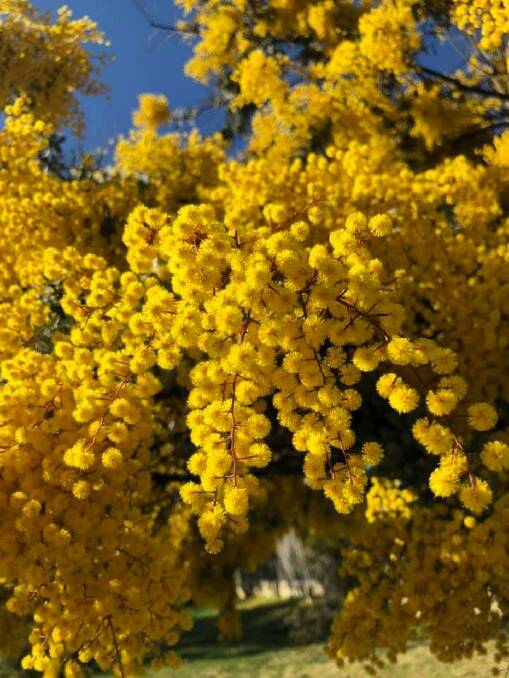 TRUE COLOUR: Wattle trees in full bloom are the first indication of spring.