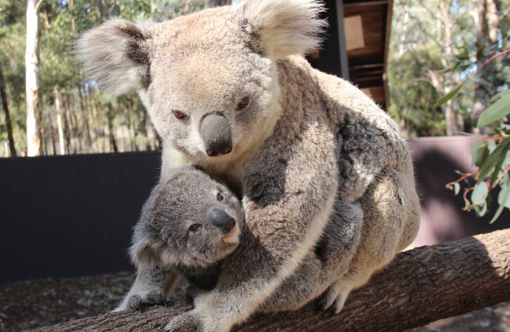 CONCERN: If we don't take care of their habitat, the only koalas in NSW might be in zoos.