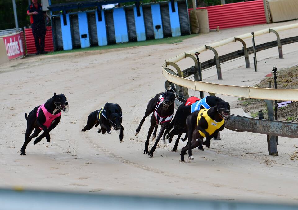 CALL FOR REFORM: The Coalition for the Protection of Greyhounds has again called for greyhound racing to be banned after the death of a greyhound following a fall in Bathurst on December 21. Photo: FILE