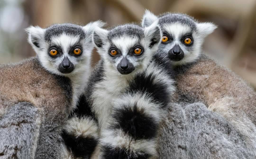 THE EYES HAVE IT: Three little lemurs. I'm told they're a reminder of a Rockley front row in the 1960s.