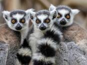 THE EYES HAVE IT: Three little lemurs. I'm told they're a reminder of a Rockley front row in the 1960s.