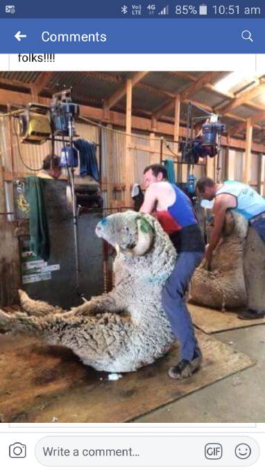 BIG EFFORT: A 78 kilogram shearer versus a 160kg ram seems to be fighting in the wrong division.