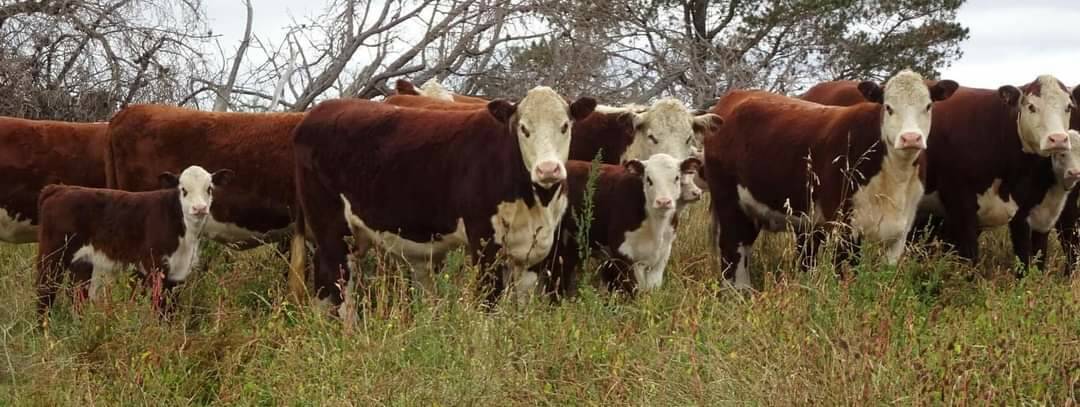 Poll Herefords looking their very best.