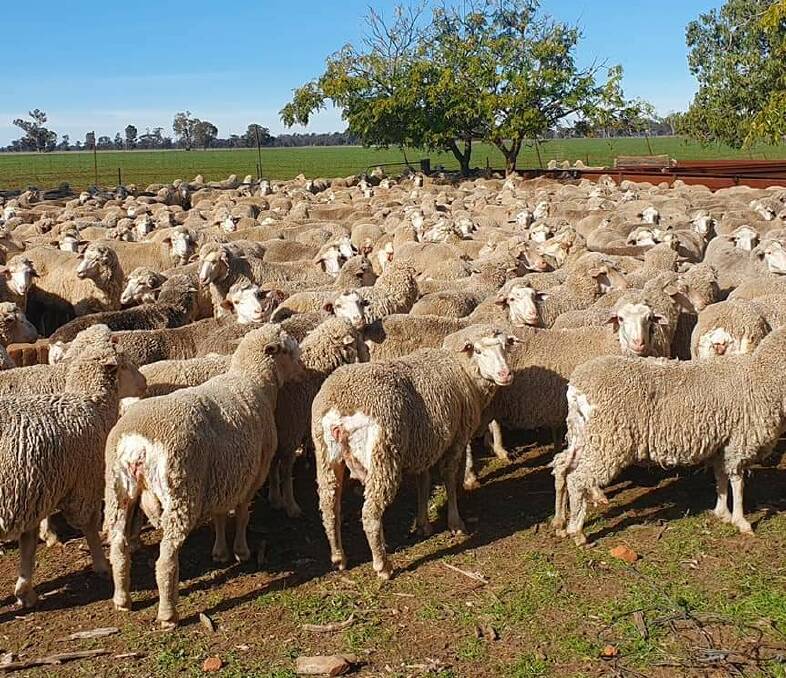 TAKE NOTE: These Richmond blood ewes were crutched instead of shorn in rough weather.
