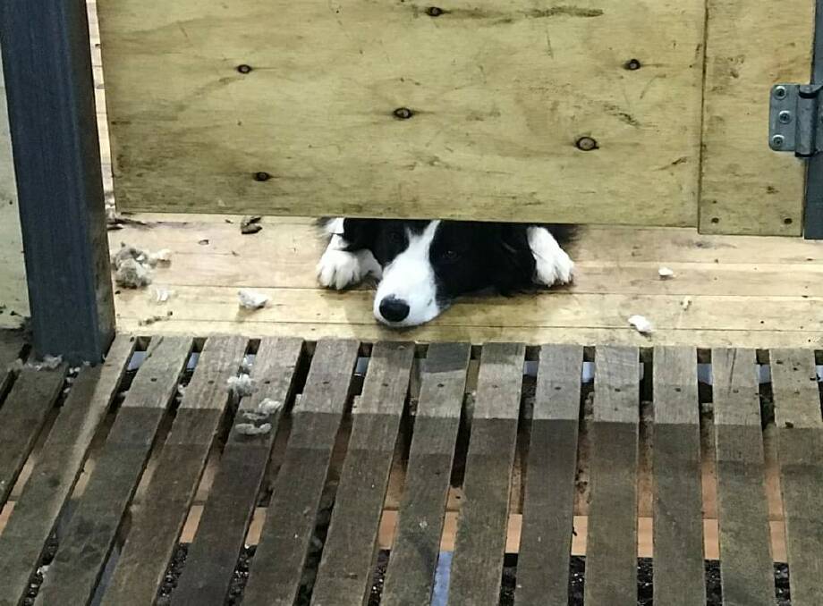 NOSING AROUND: Sam the border collie is looking forward to the shearers arriving.