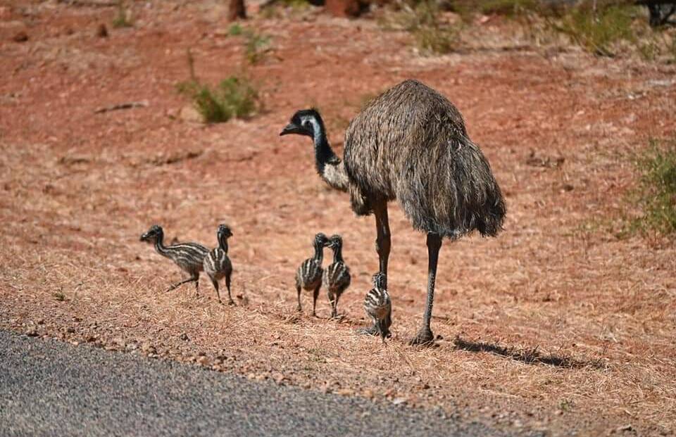 WALK THIS WAY: Home schooling for emus in the Warren district.