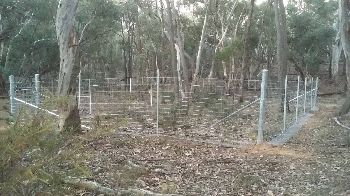 KEEP OUT: Browsing exclusion fences are being used to keep feral goats away from a critically endangered shrub. Photos: SUPPLIED