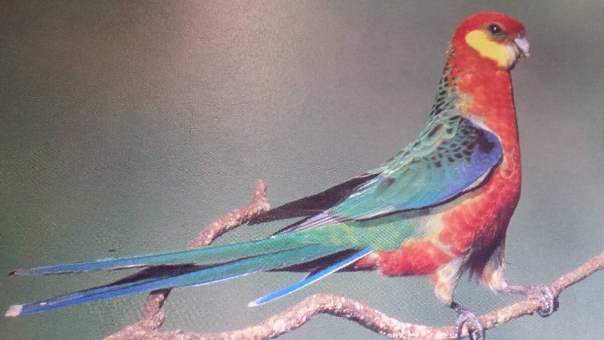 TRUE COLOURS: Rosella parrots are loving young lucerne trees in mid-spring.