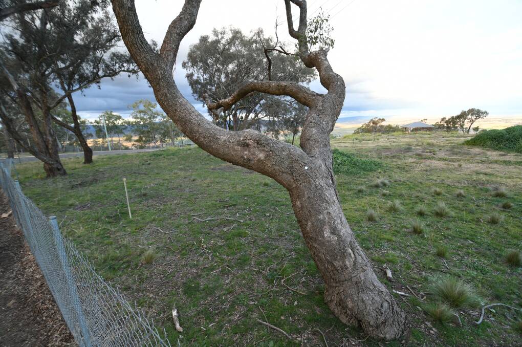 COMING SOON: Part of the proposed site for the go-kart track on Mount Panorama. Photo: CHRIS SEABROOK