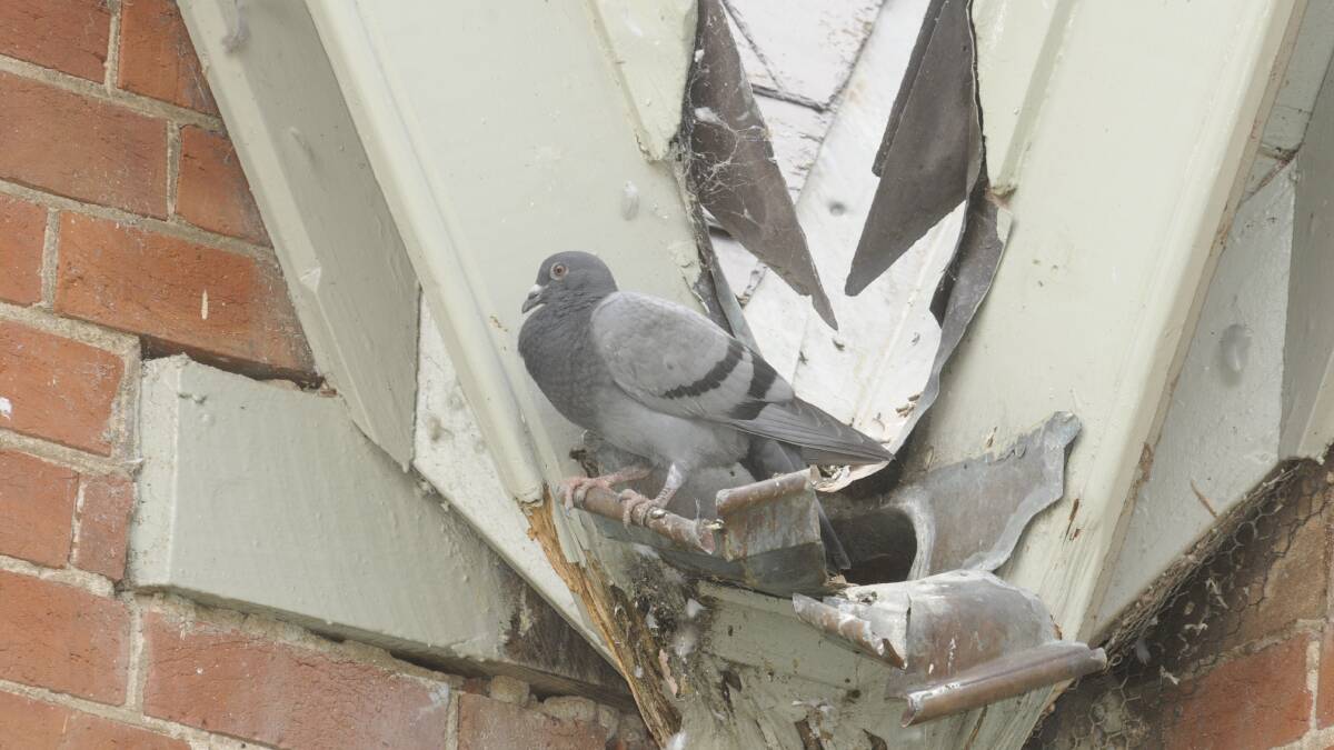 Look, up in the sky: Councillors want more effort in pigeon battle