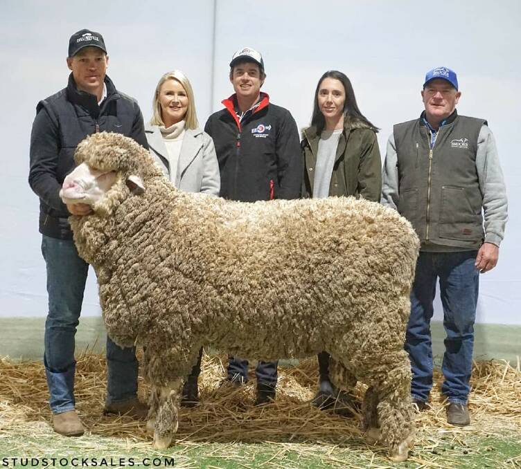 BIG BOY: This giant Collinsville ram was sold to a WA stud for $115,000.