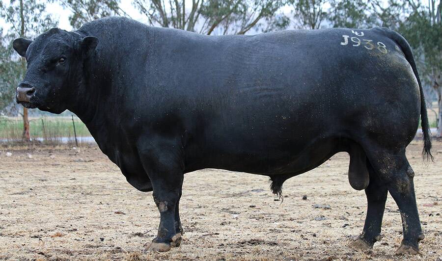 REILAND AHOY: This Reiland Angus Stud bull is typical of the type of sire that will be auctioned during September.