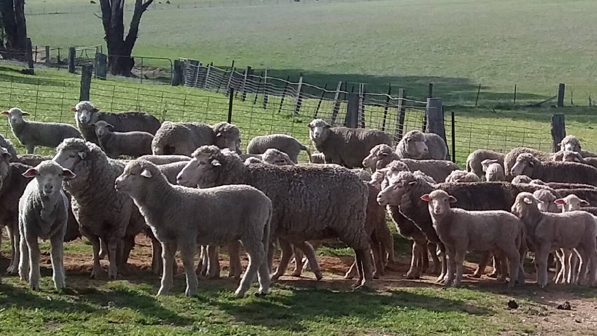GREEN DAYS: These Winyar blood lambs have come through some tough times and are enjoying the green grass and sunshine.