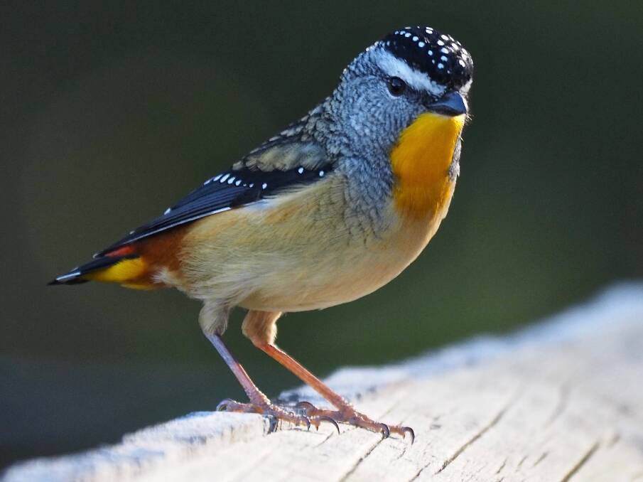 CLOSE ENCOUNTER: Columnist David Ashton had a spotted pardalote perch on his car door only half a metre away from him recently. Photo: DIANE NORTHEY