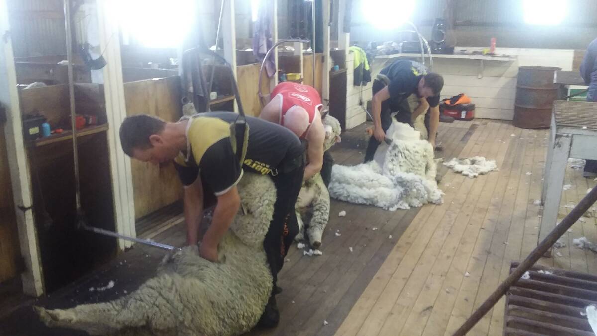 BENDING THE BACK: Celebrity shearer Garry Stapleton (in the red singlet) keeping pace with three shearers at "Wonga", Tarana.