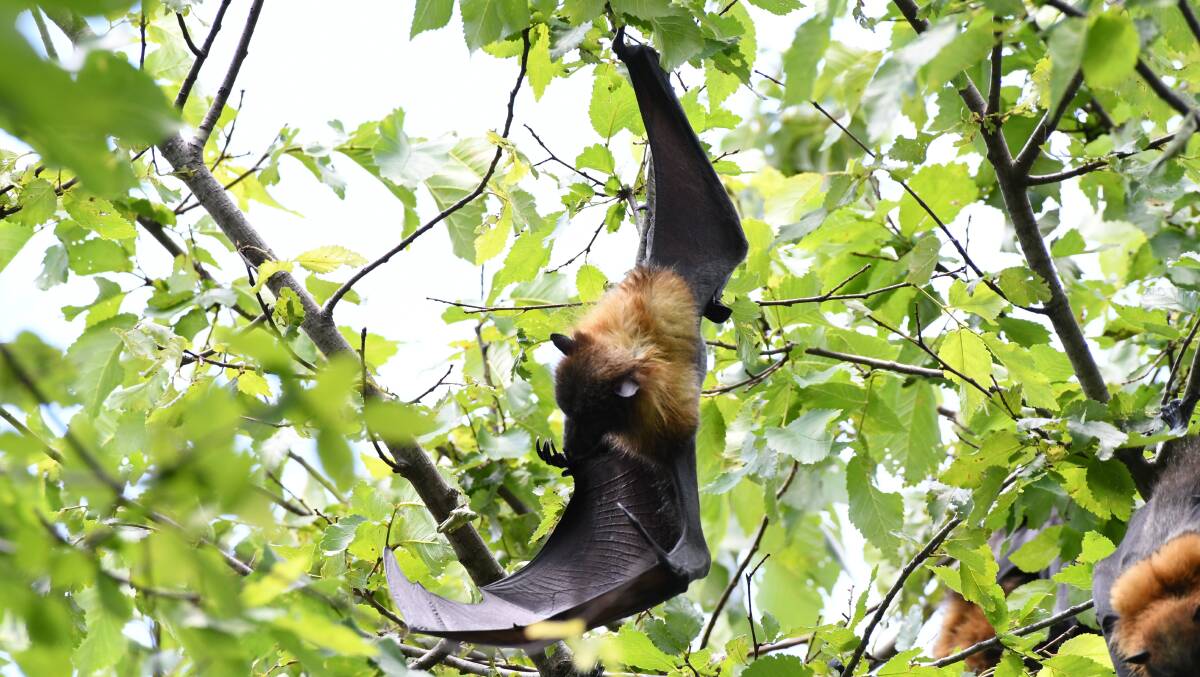 Our Say | This flying fox debate sounds a bit familiar