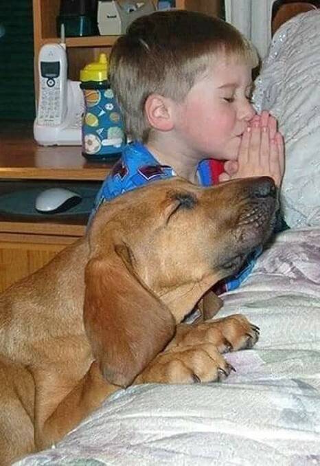 HEAVENS ABOVE: Could the small boy and the wise dog be praying for the same request?