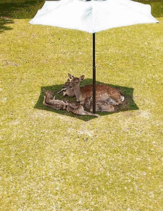 Shade is vital, even for young deer.