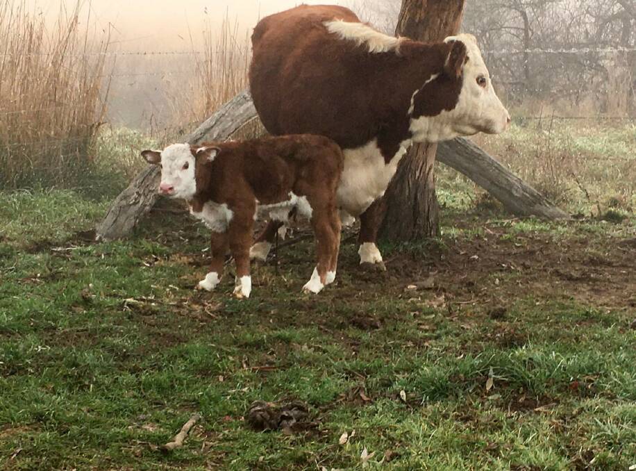 FAMILY MATTERS: Llandillo client Brian Wood provided this photo of a proud mother and new arrival.