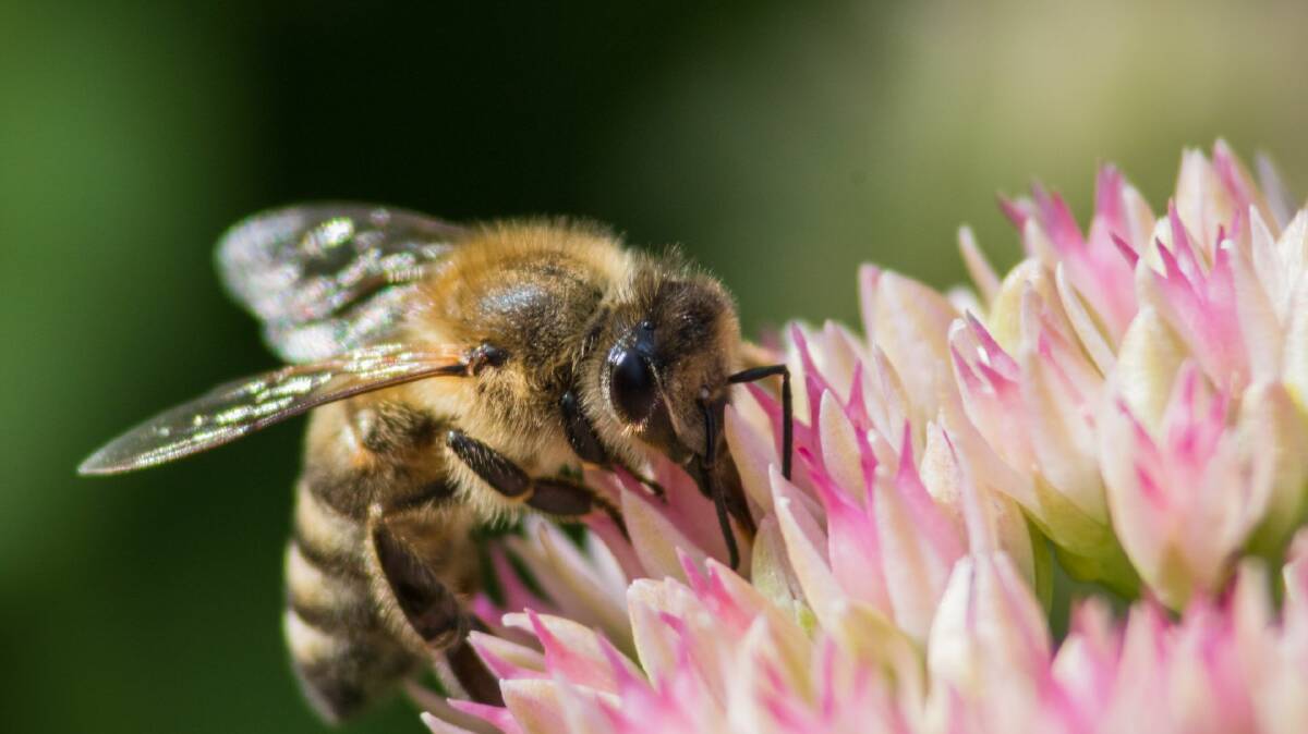 What's the buzz? Join a working bee at the Bathurst campus