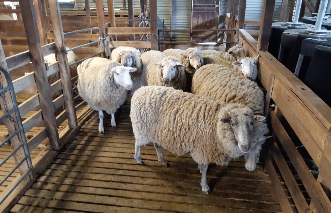 HEAVY LOAD: These crossbred ewes have waited patiently for the barber as they carried 14 months' wool.