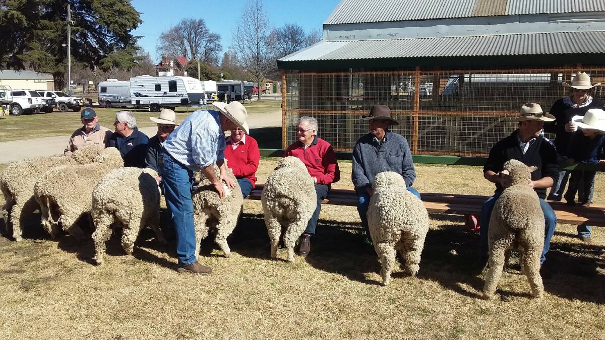 ON DISPLAY: Judge Chris Stapleton examines entrants in last week's Super 6 Competition. Handlers are Terry Dolbel, Mark Horsburgh, Stuart Kelly, Trevor Toole, Graeme Austen, Col McPhee, Peter and Megan Rutherford. Fifteen teams of six ewes made up the contest.