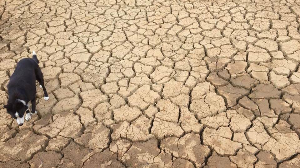 WAITING FOR RAIN: Professor David Goldney says the current drought has now surpassed the Federation drought, which itself left a permanent reminder on the Bathurst landscape.