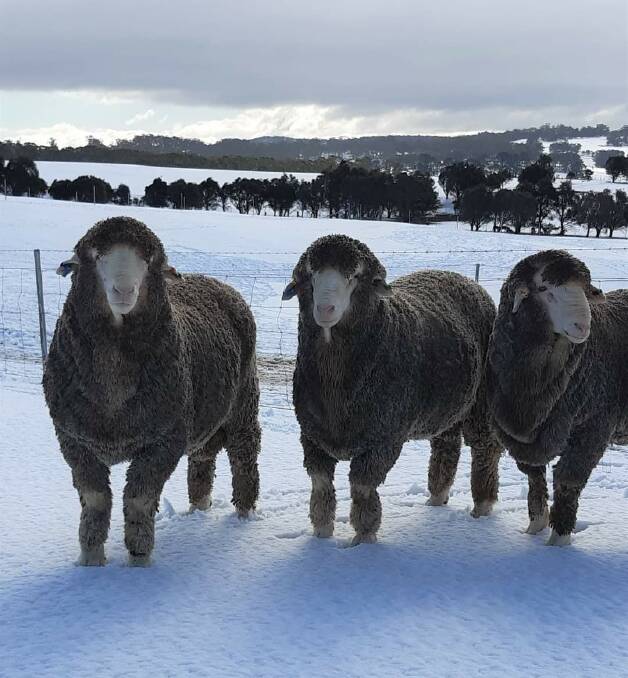 FOOT FALL: These Hinesville poll rams must have had cold toes in heavy snow at the stud's base at Delegate on the Monaro.