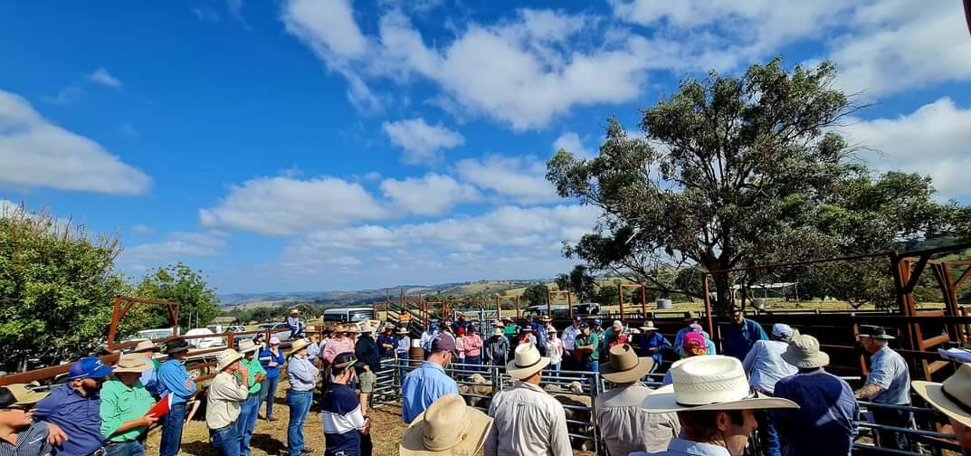 A great crowd on property for Bathurst Merino Association's ewe competition.