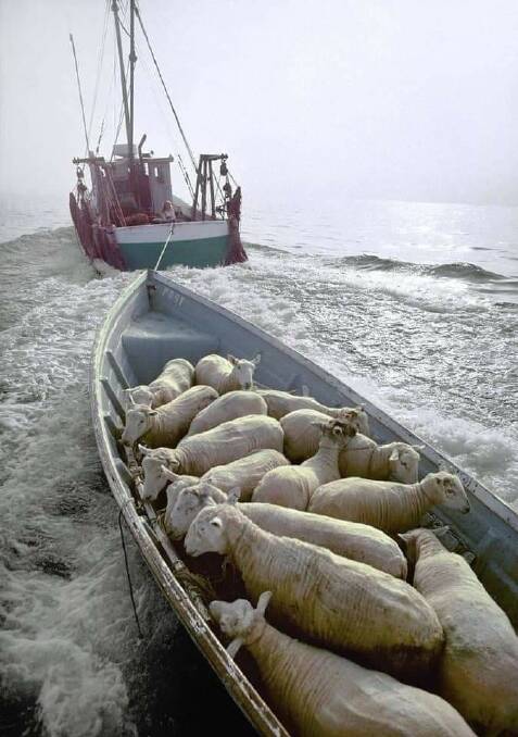 HIGH SEAS: Some contractors will do anything to have dry sheep.