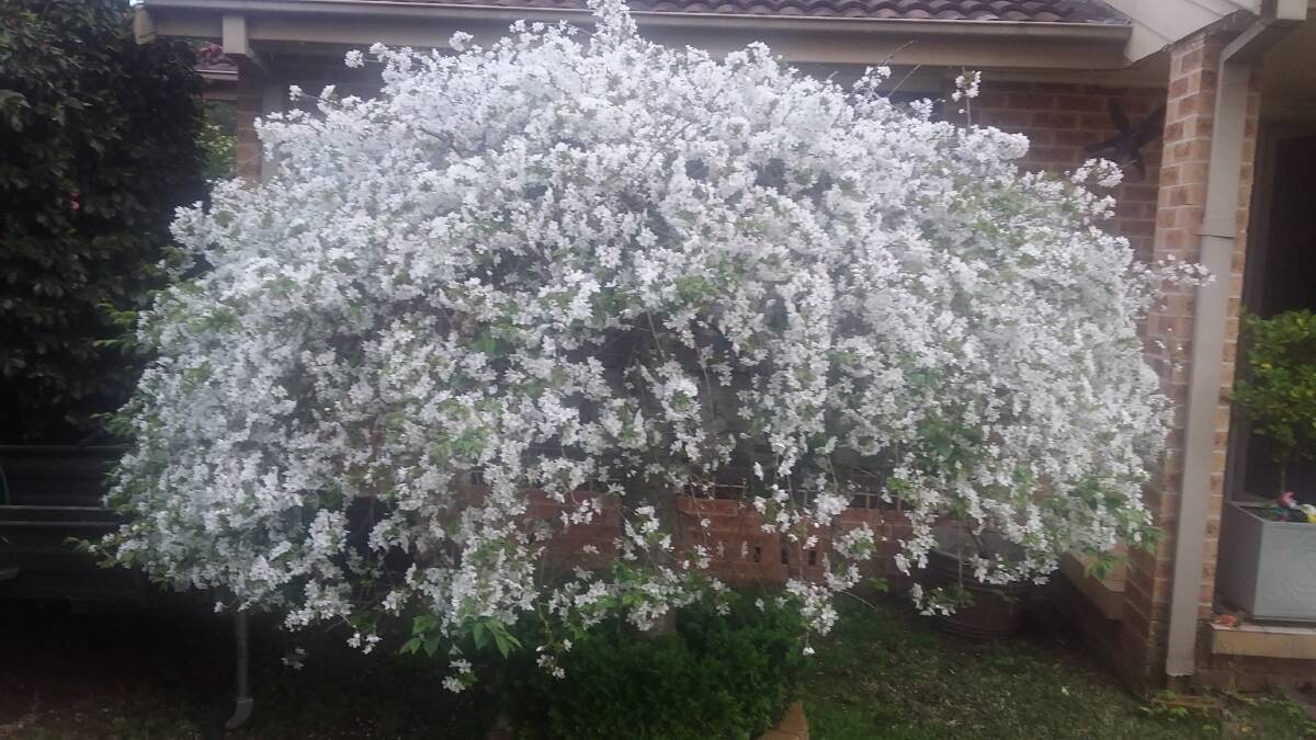 HOME, SWEET HOME: This flowering shrub in a suburban garden is a haven for small birds.
