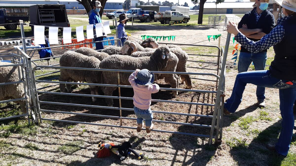 HAVING A LOOK: This young lady was interested in a pen of hogget rams at the Bathurst Merino Association Ram Expo. The rams are from Capree stud at Newbridge.