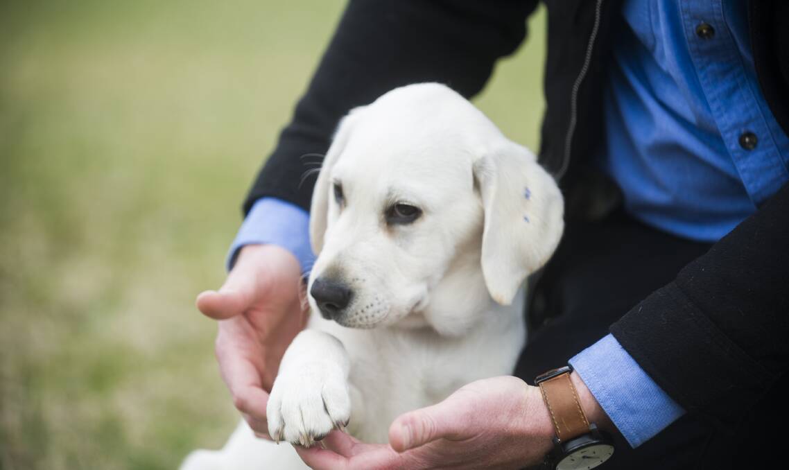 PAWS FOR EFFECT: Guide Dogs NSW/ACT CEO Dale Cleaver with future guide dog Spark. Photo: DION GEORGOPOULOS