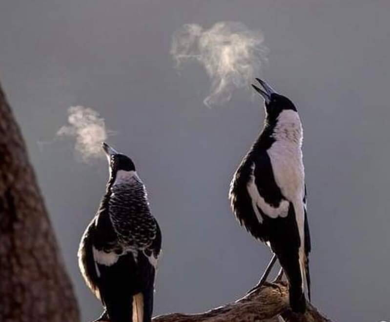 FULL-THROATED: Magpies enjoying a song on a frosty Bathurst morning.
