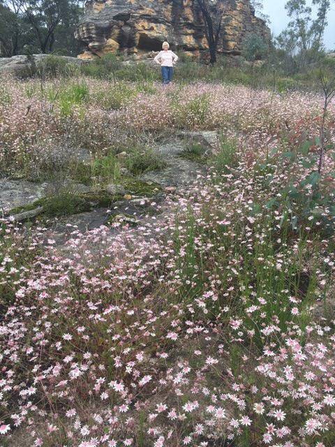 ONLY NATURAL: A once-in-a-lifetime display of pink flannel flowers on the Clunes Road near Lithgow.