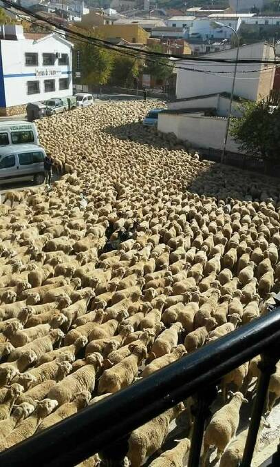 STREETS AHEAD: Breeding ewes (and rams) on the move in Argentina.