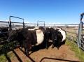 HERE COMES THE SUN: Stud Belted Galloway cows enjoying the late winter sunshine.