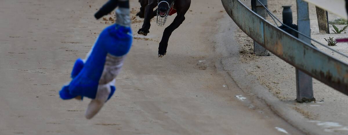 Legionnaires Disease concern: testing at Bathurst dog track