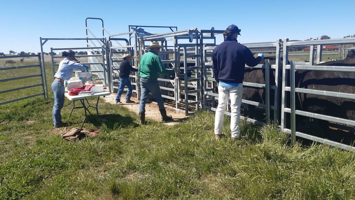 ALL HANDS ON DECK: The Beef Genetics team were busy preparing 53 heifers for an AI program: Emily McNair, Kevin Millthorpe, Damian Sotter and Max Sotter.