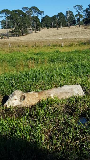 DISAPPEARING ACT: A great season caused this Murray Grey steer to have to be rescued.